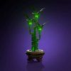 Lucky Bamboo 10344 Iso Main[1]