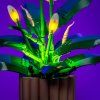 Peace Lily 11054 mid base[1]