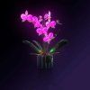 Orchids10311 Front 1000x