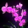 Orchids10311 Flowers 1 1000x