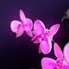 Orchids10311 Flowers 2 1000x