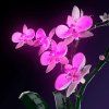 Orchids10311 Flowers 3 1000x